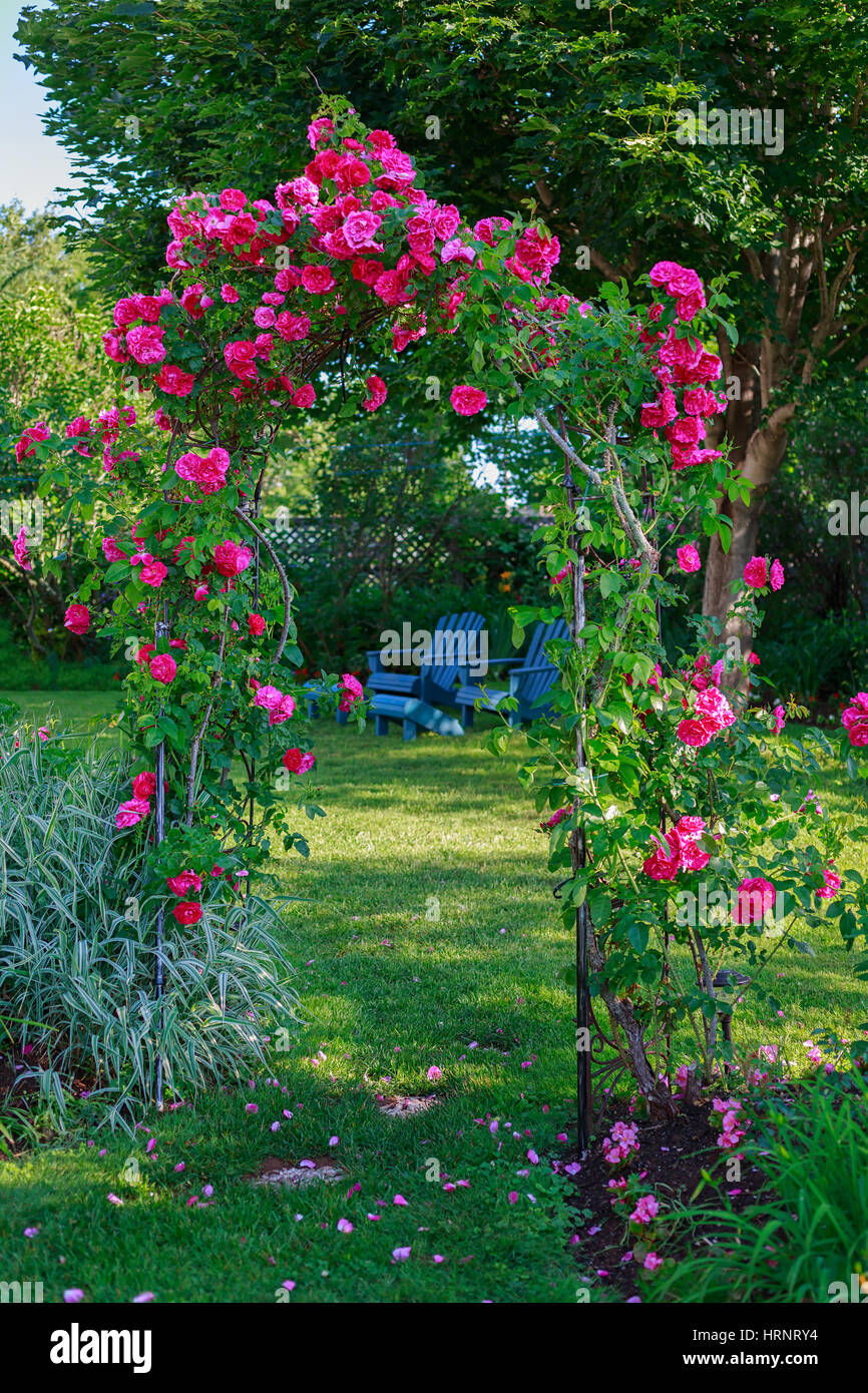 Rose arbor in a backyard garden. Stock Photo