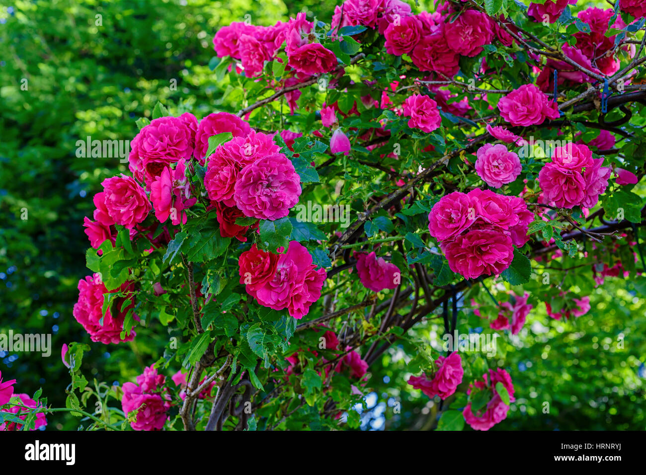 Climbing rose know as a John Cabot rose growing on an arbour. Stock Photo