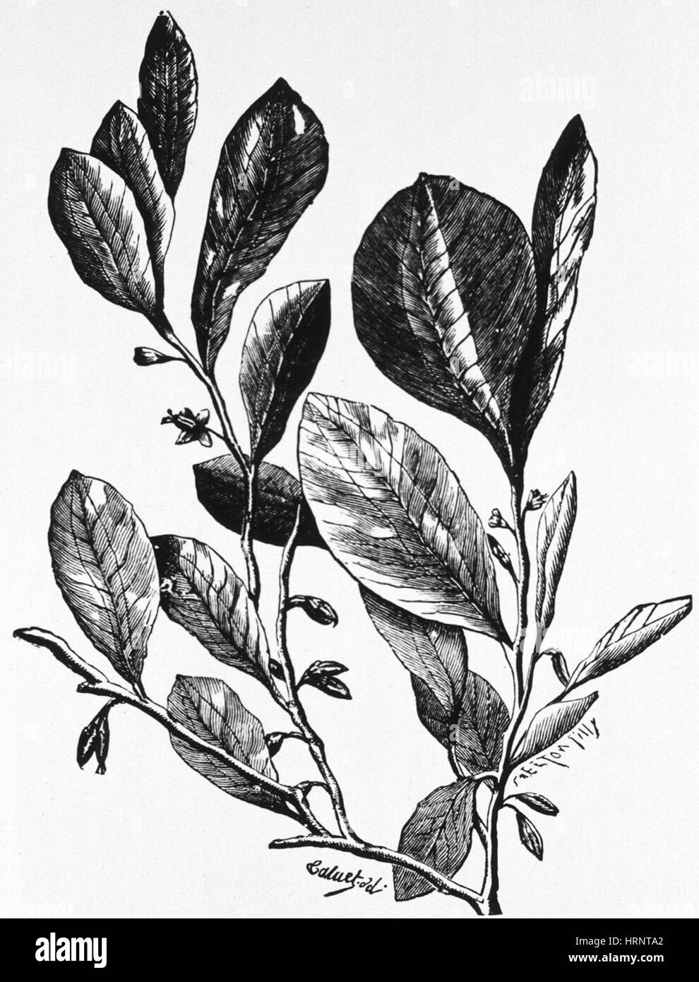 Engraving of Coca Plant, 1890 Stock Photo