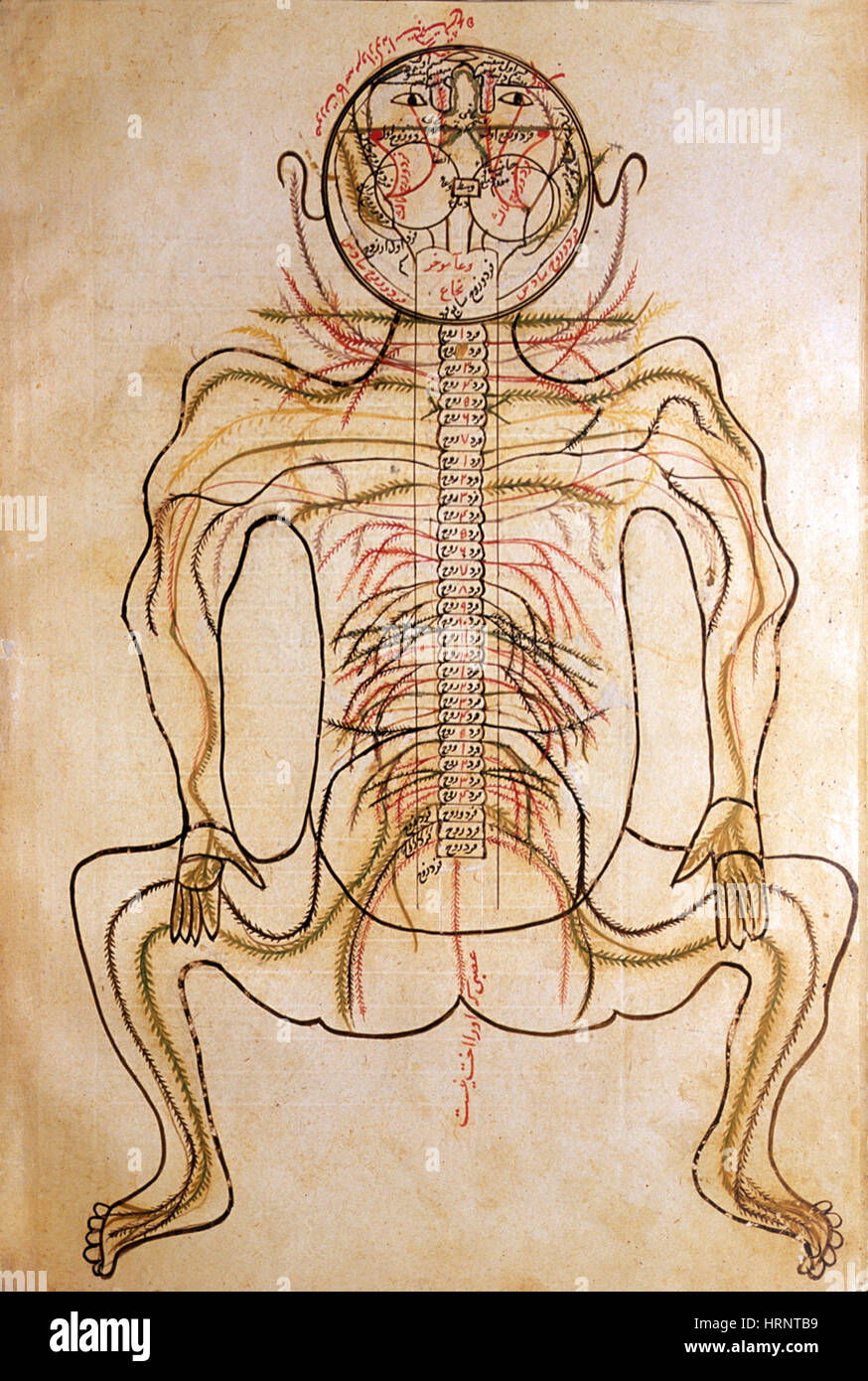 Human Nervous System, 15th Century Stock Photo