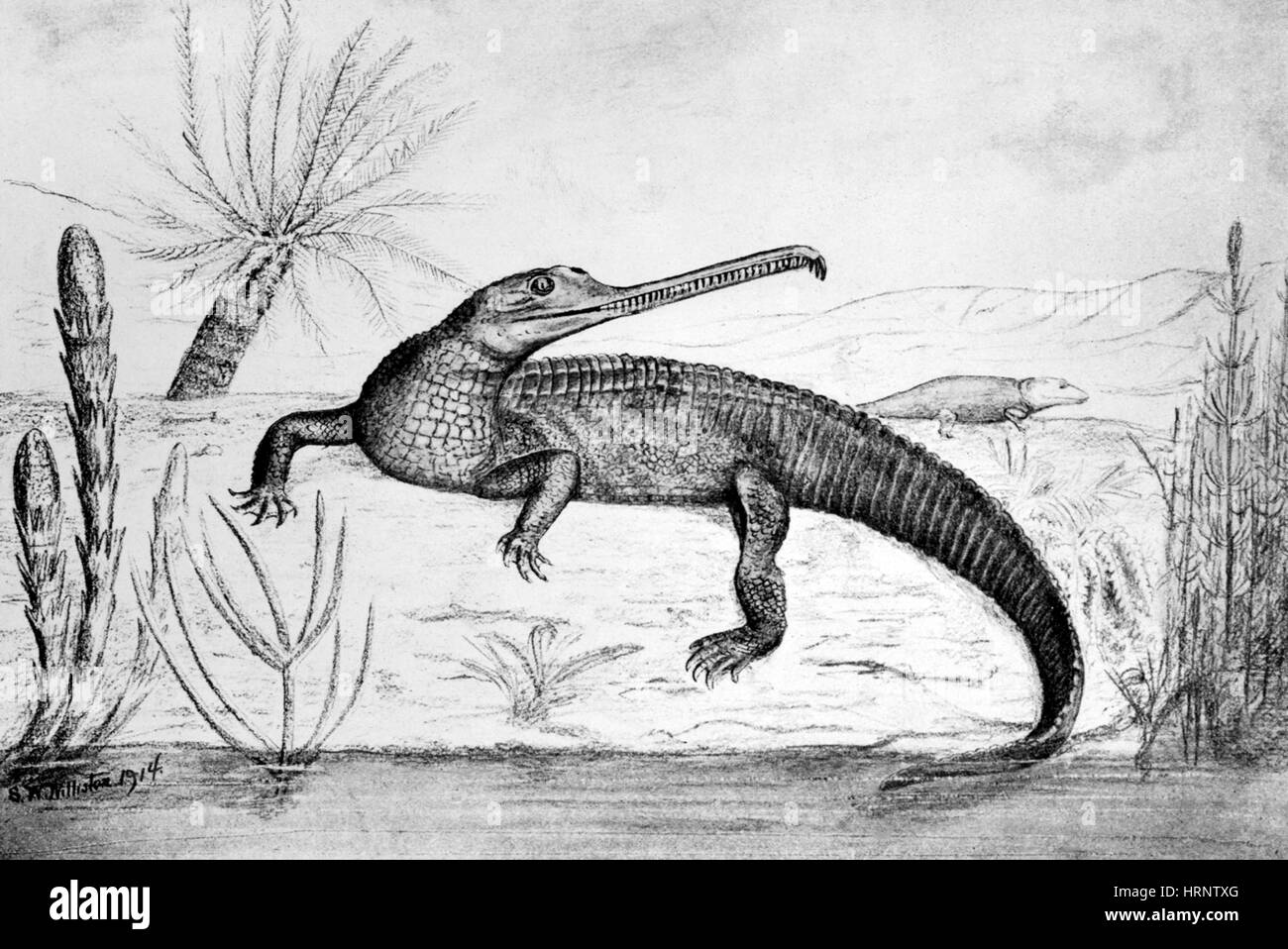 Mystriosuchus, Triassic Reptile Stock Photo