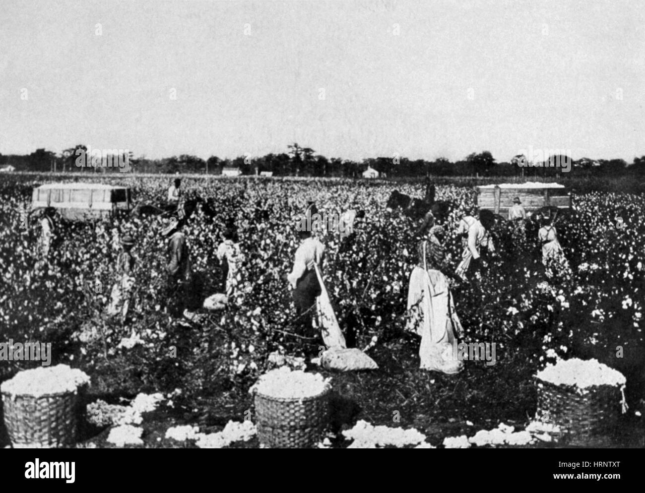Cotton Pickers, 1915 Stock Photo