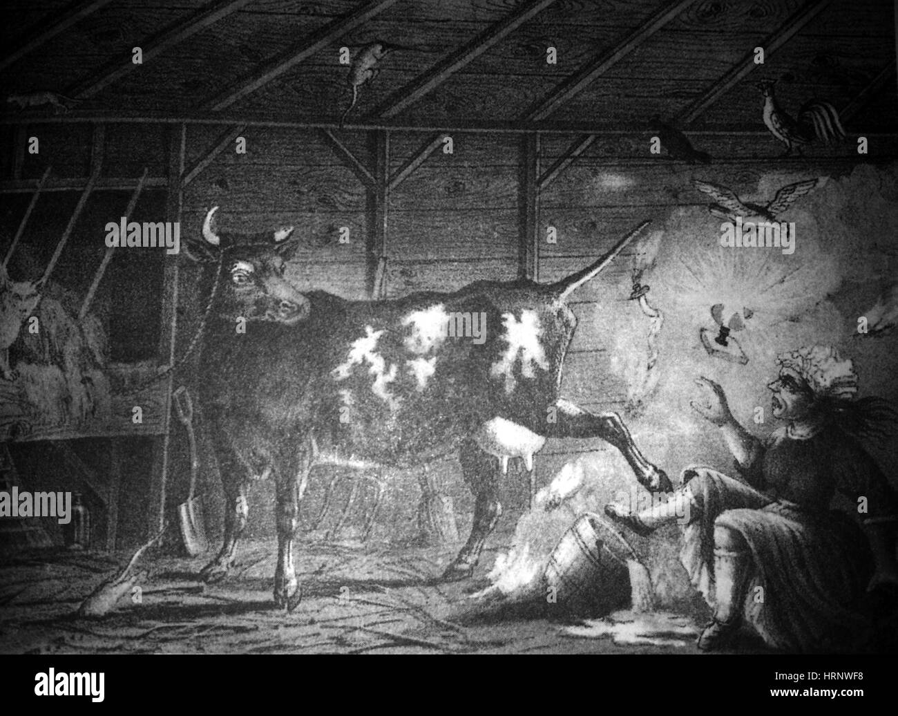 Oleary cow hires stock photography and images Alamy