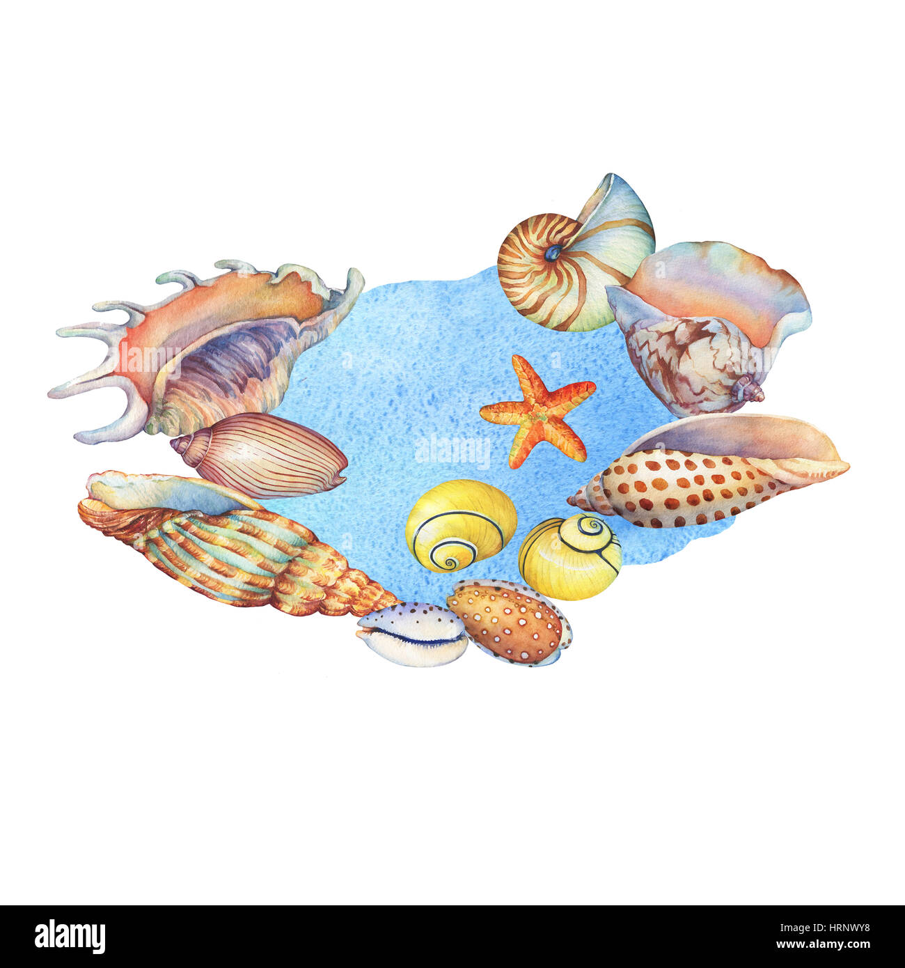 The circular composition with sea shells on a blue watercolor ...