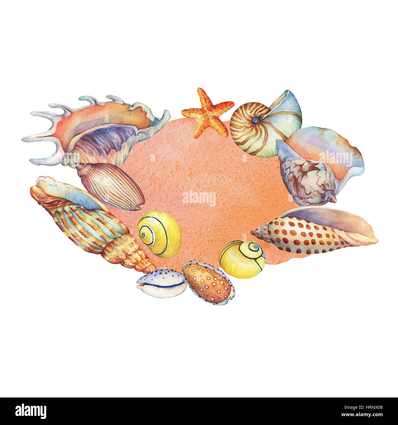 The circular composition with sea shells on a orange watercolor ...