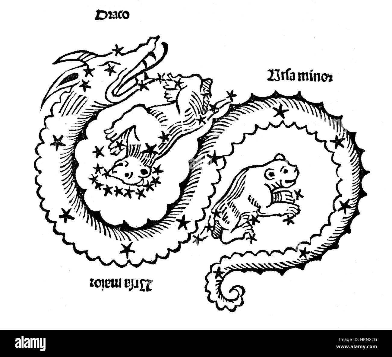 Draco, Ursa Major and Ursa Minor Constellations, 1482 Stock Photo Alamy