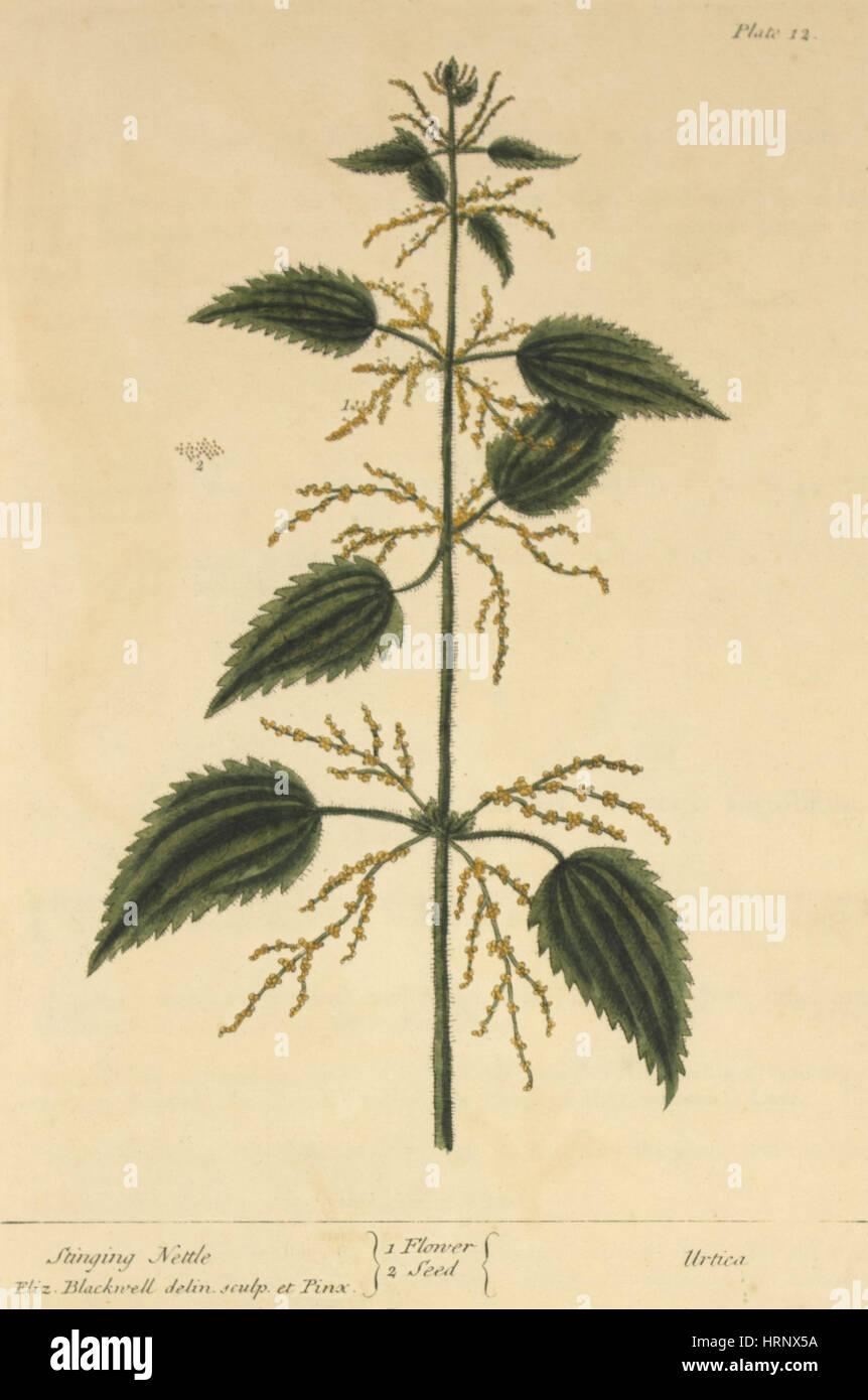 Stinging Nettle, Medicinal Plant, 1737 Stock Photo