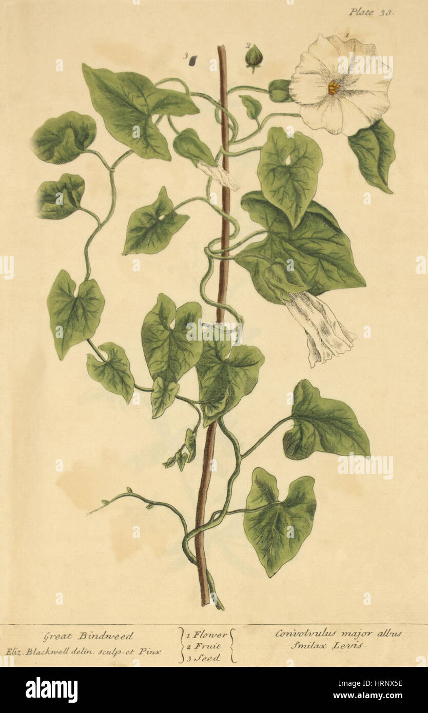 Great Bindweed, Medicinal Plant, 1737 Stock Photo