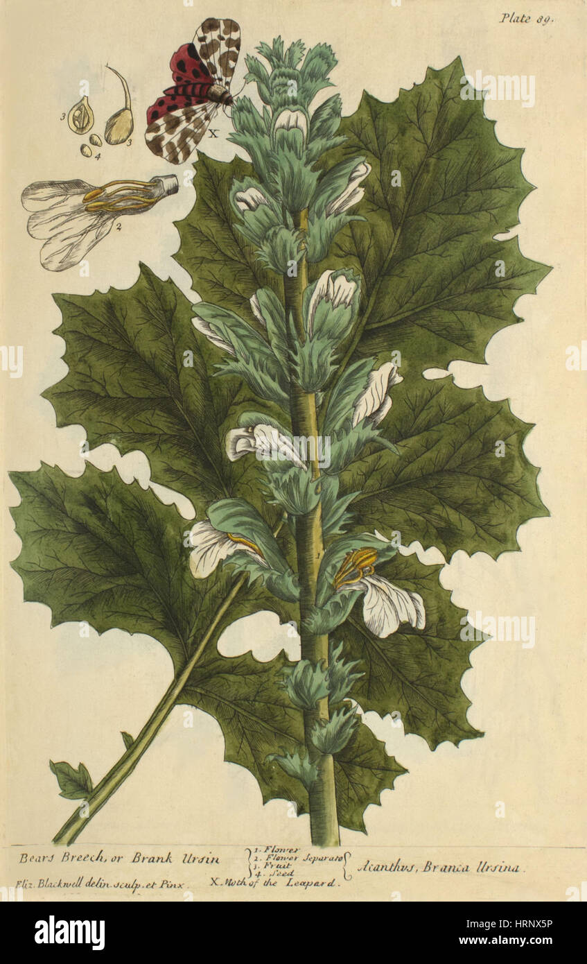 Bear's Breech, Medicinal Plant, 1737 Stock Photo