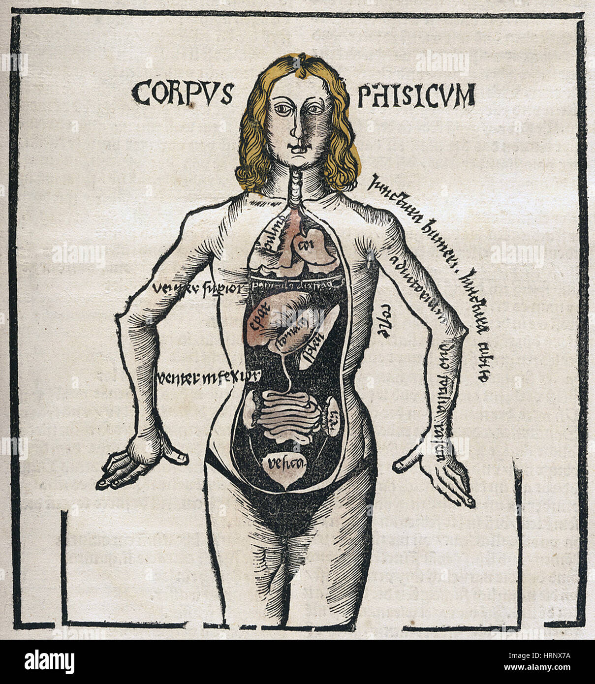 Liver anatomy historical hi-res stock photography and images - Alamy