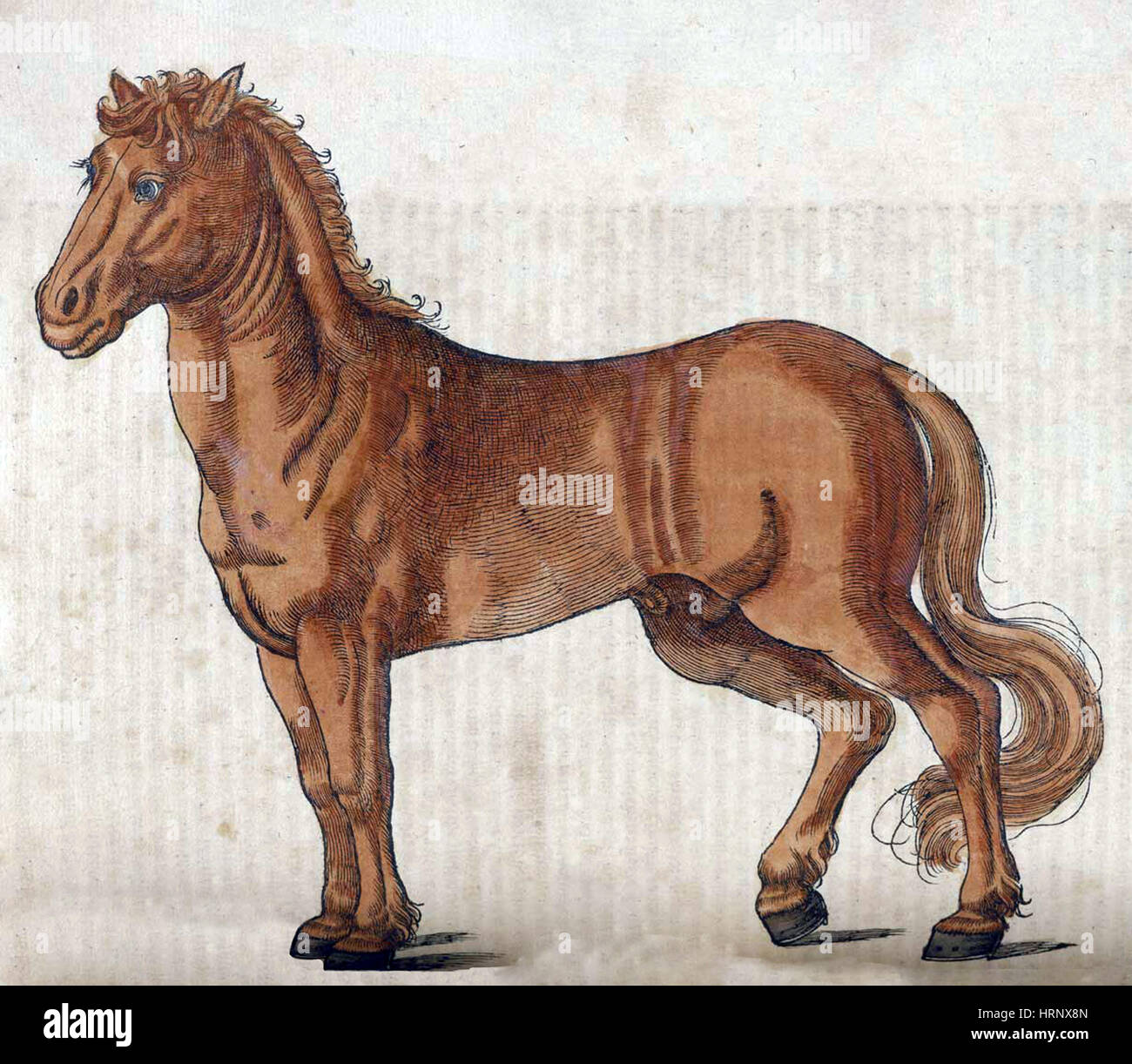 Animal classification drawing hi-res stock photography and images - Page 4 - Alamy Animal classification drawing hi-res stock photography and images - Page 4 - Alamy