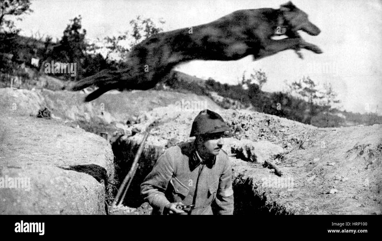 WWI, French Messenger Dog, 1916 Stock Photo