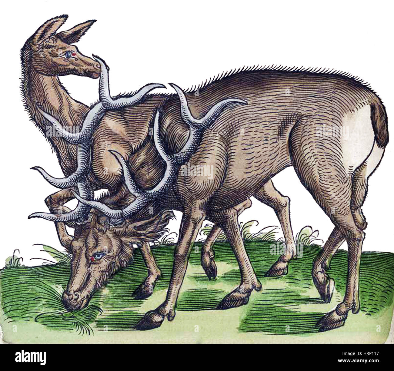 Работа история животных. Древний египет приручение животных. Работа история животных. Работа история животных. Аристотель "о частях животных".