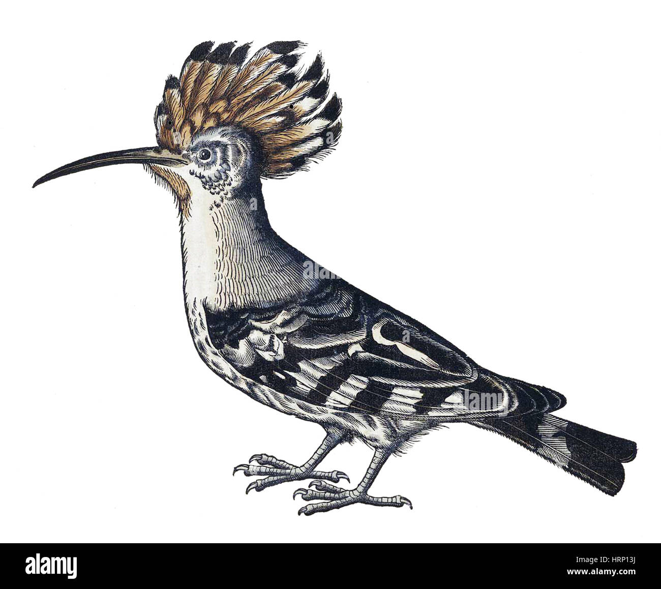 Hoopoe, Historiae Animalium, 16th Century Stock Photo