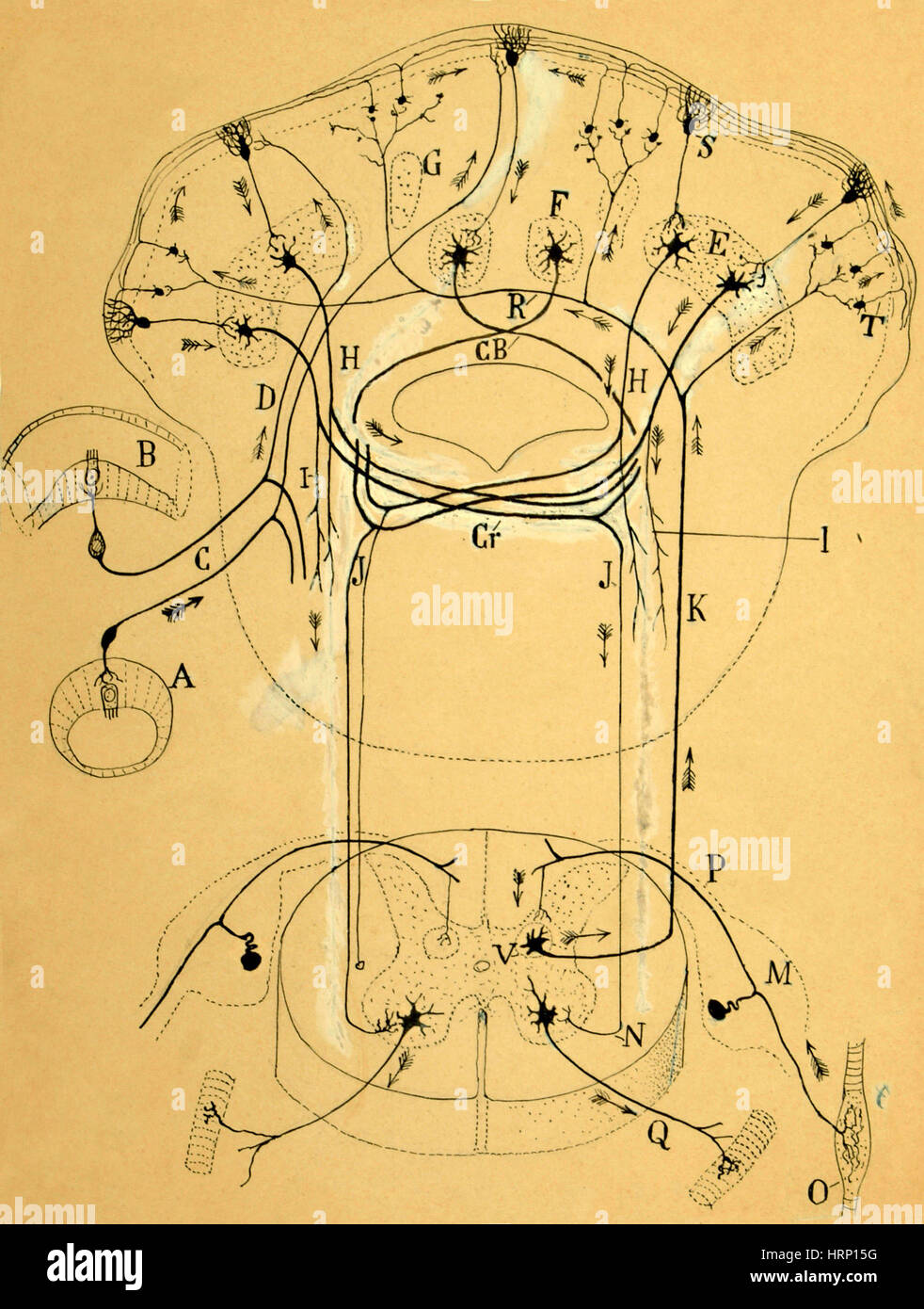 Brain Vestibular Sensor Connections, Cajal, 1899 Stock Photo