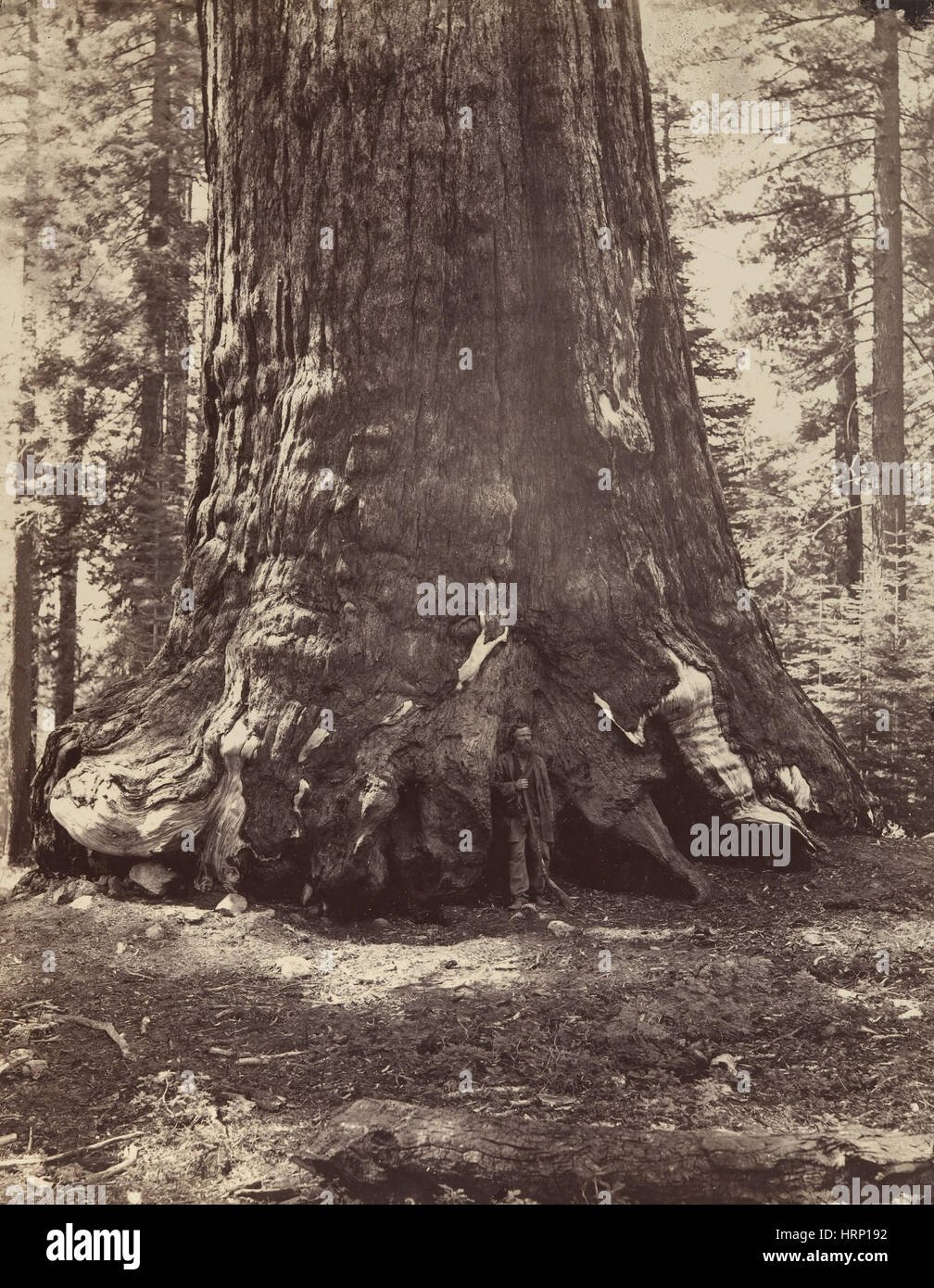 Grizzly Giant Sequoia Tree, Yosemite, 1860s Stock Photo