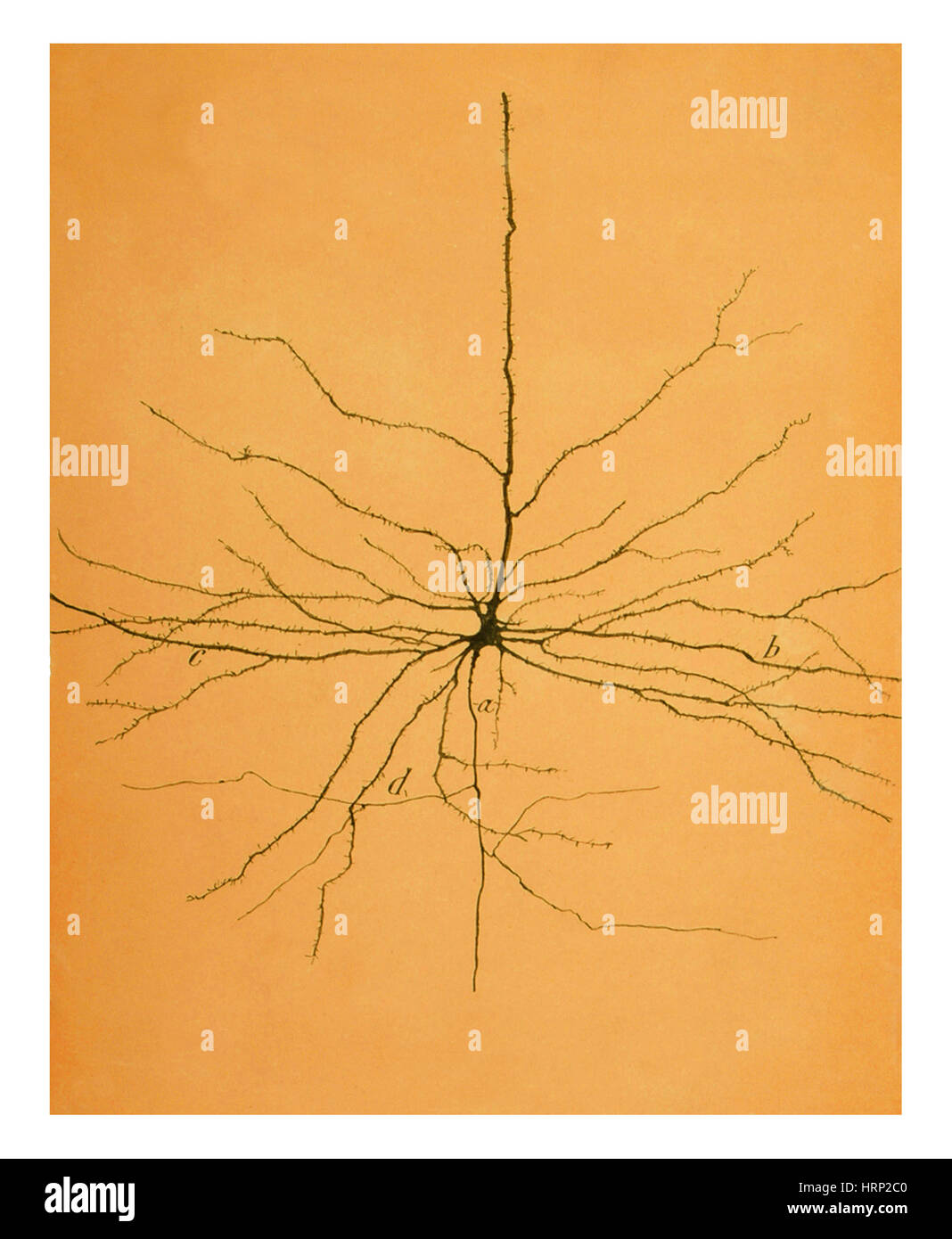 Pyramidal Cell in Cerebral Cortex, Cajal Stock Photo