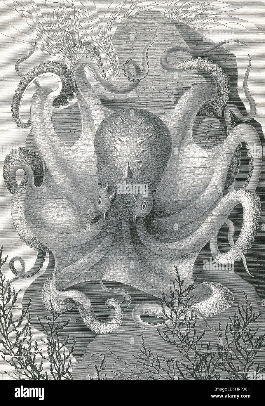 Octopus vulgaris illustration hi-res stock photography and images - Alamy