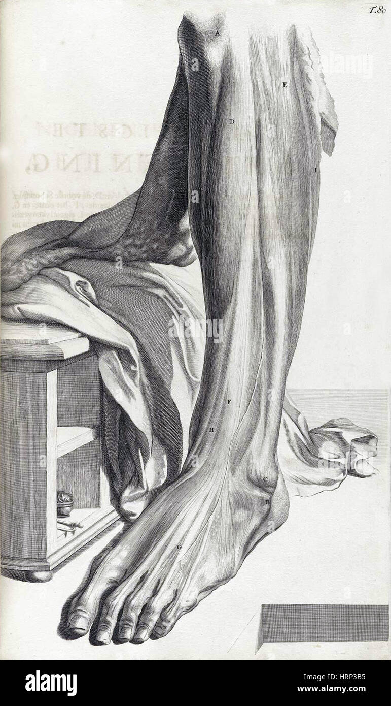 Anatomia humani corporis, Table 80, 1690 Stock Photo