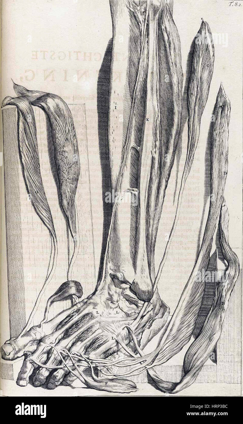 Anatomia humani corporis, Table 82, 1690 Stock Photo