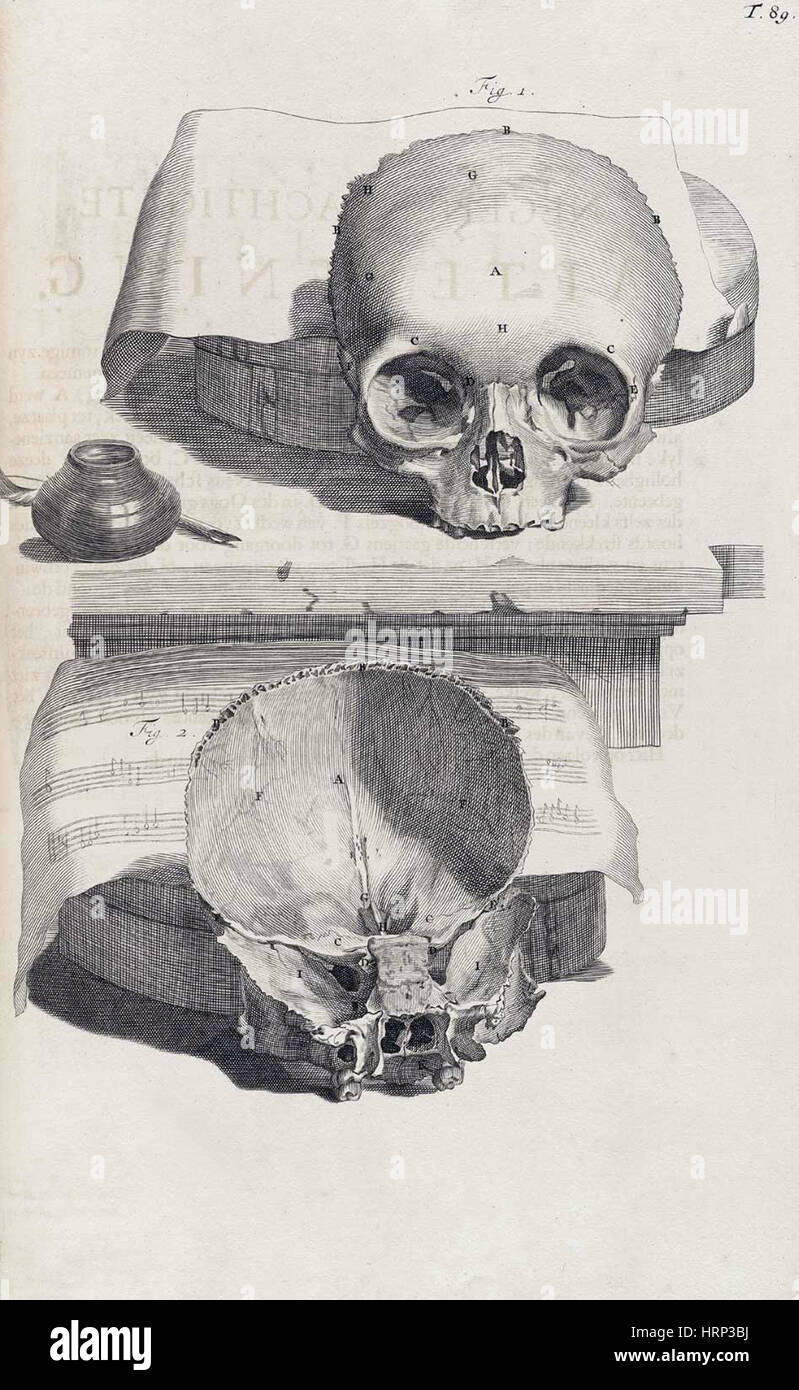 Anatomia humani corporis, Table 89, 1690 Stock Photo