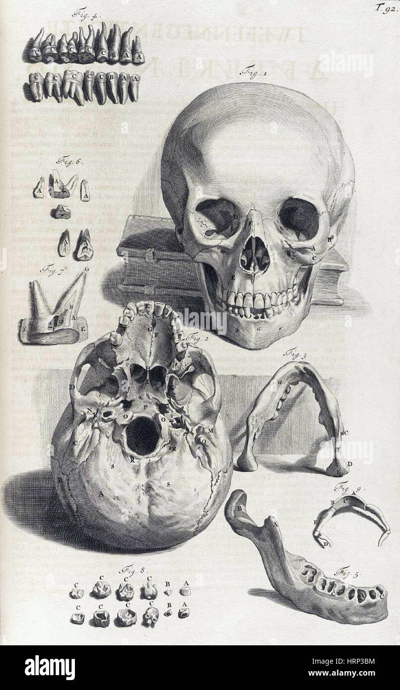 Anatomia humani corporis, Table 92, 1690 Stock Photo