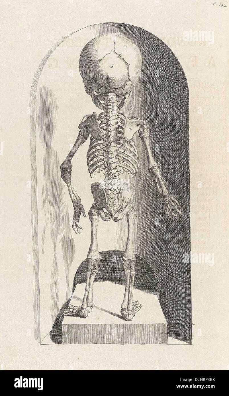 Anatomia humani corporis, Table 102, 1690 Stock Photo