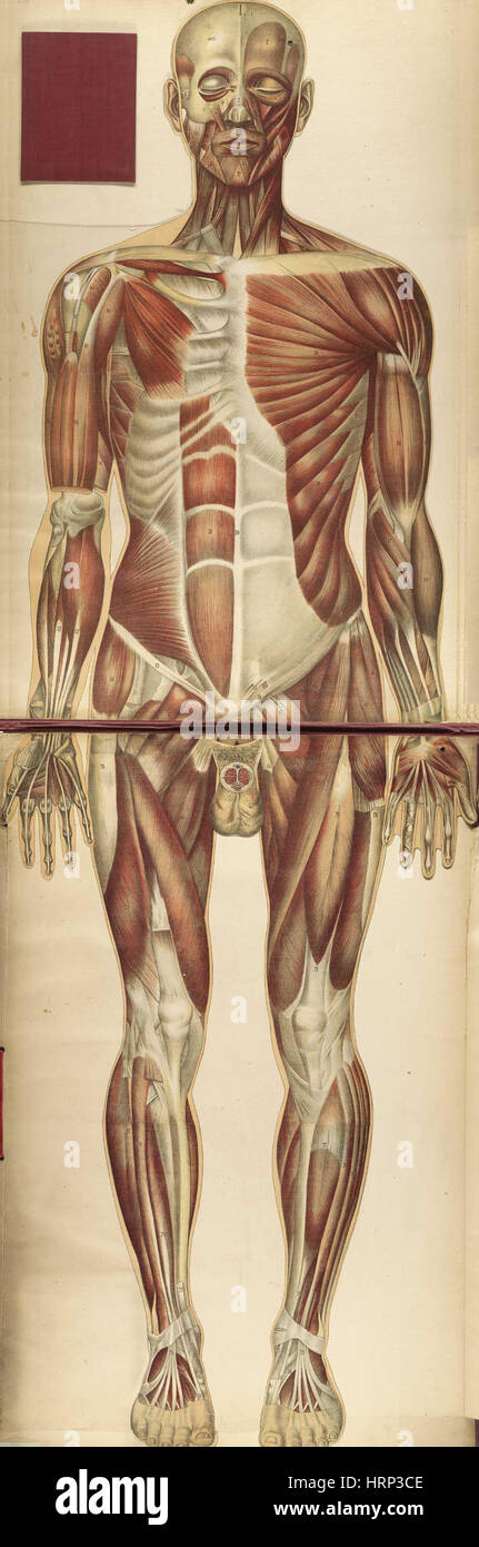 Le corps humain, BouglÌ©, 1899 Stock Photo