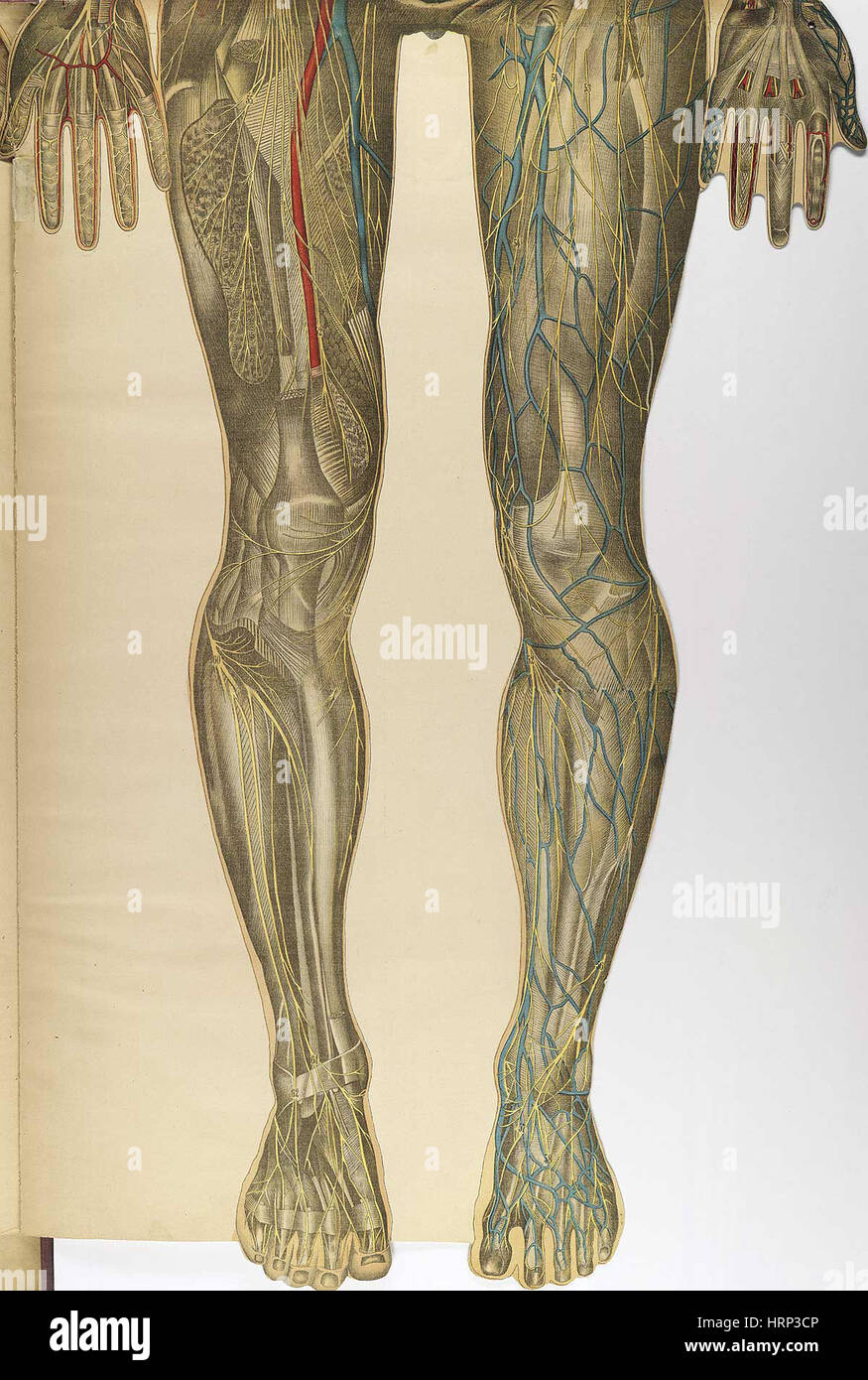 Le corps humain, BouglÌ©, 1899 Stock Photo
