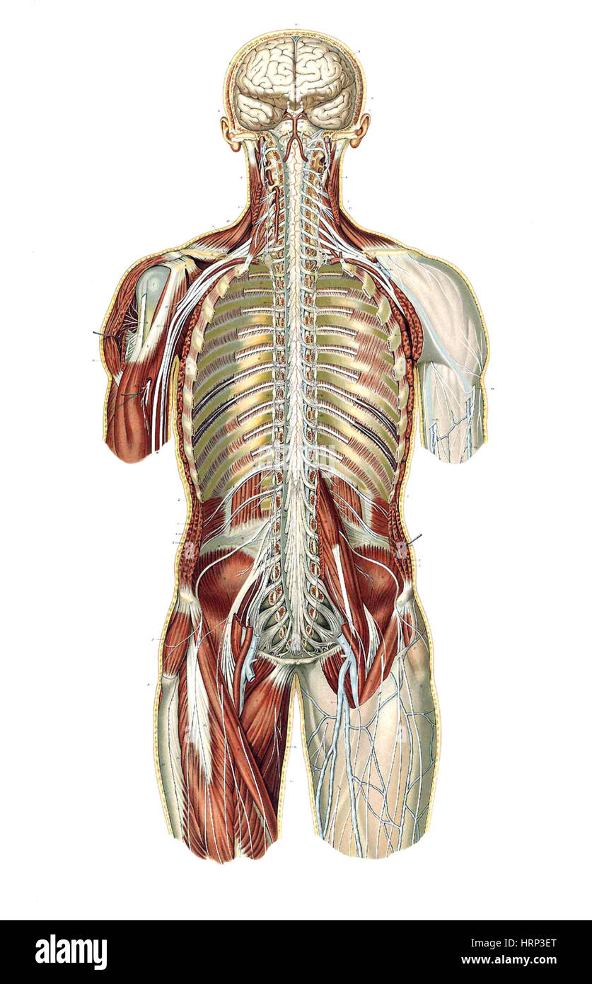 Corps Humain High Resolution Stock Photography And Images Alamy