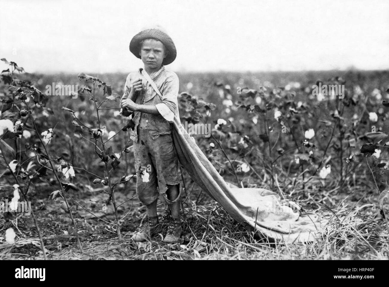 Oklahoma Cotton Picker, 1916 Stock Photo Alamy