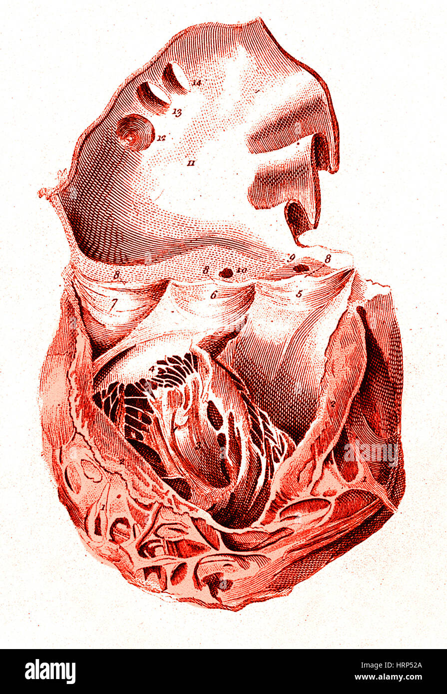 Heart, Anatomical Illustration, 1814 Stock Photo