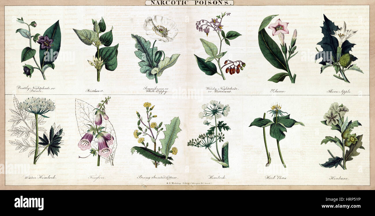 Plants Classified as 'Narcotic Poisons', 1843 Stock Photo