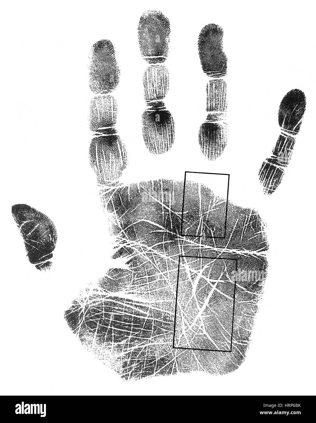 Palmistry Apollo and Mercury Lines Stock Photo 135097639 