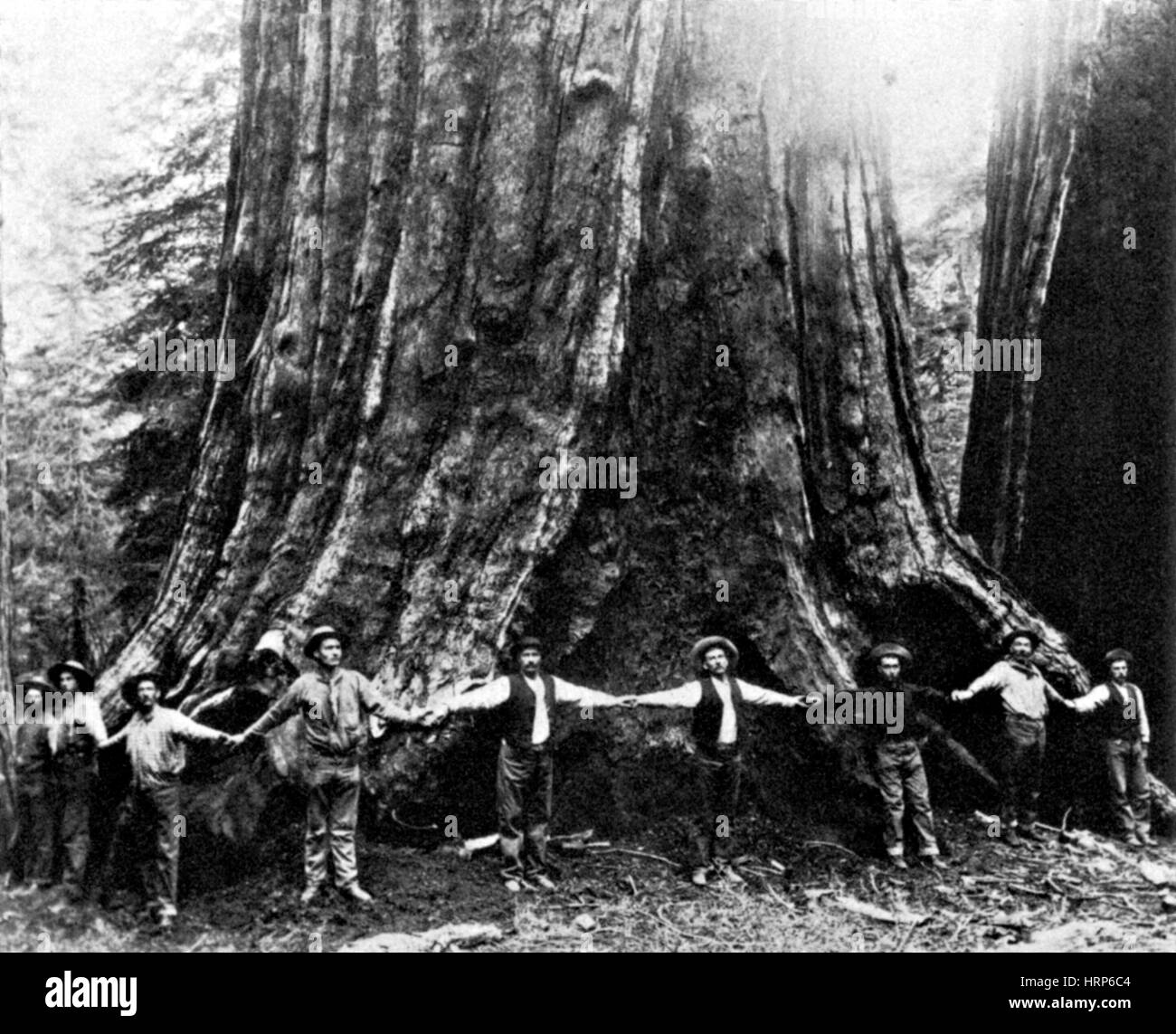 General Noble Tree, 1892 Stock Photo