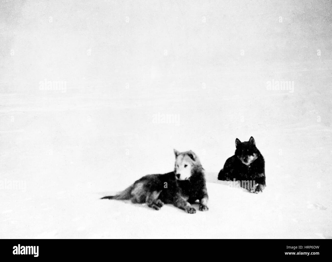 Roald Amundsen, South Pole Expedition, 1911 Stock Photo
