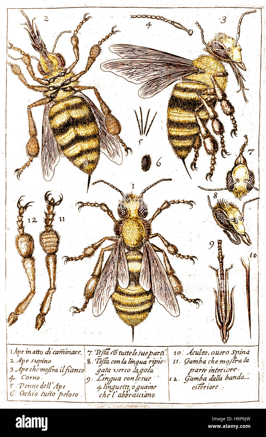 Stelluti's Microscopic Bee Drawings, 1630 Stock Photo