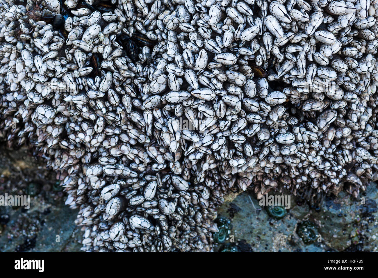 A rock covered with Goose Barnacles on the Washington Coast, USA. Stock Photo