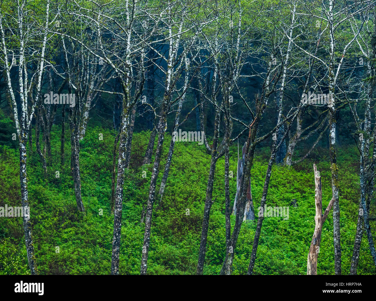 A stand of Red Alder trees along Rialto Beach in the Olympic National Park, Washington, USA. Stock Photo