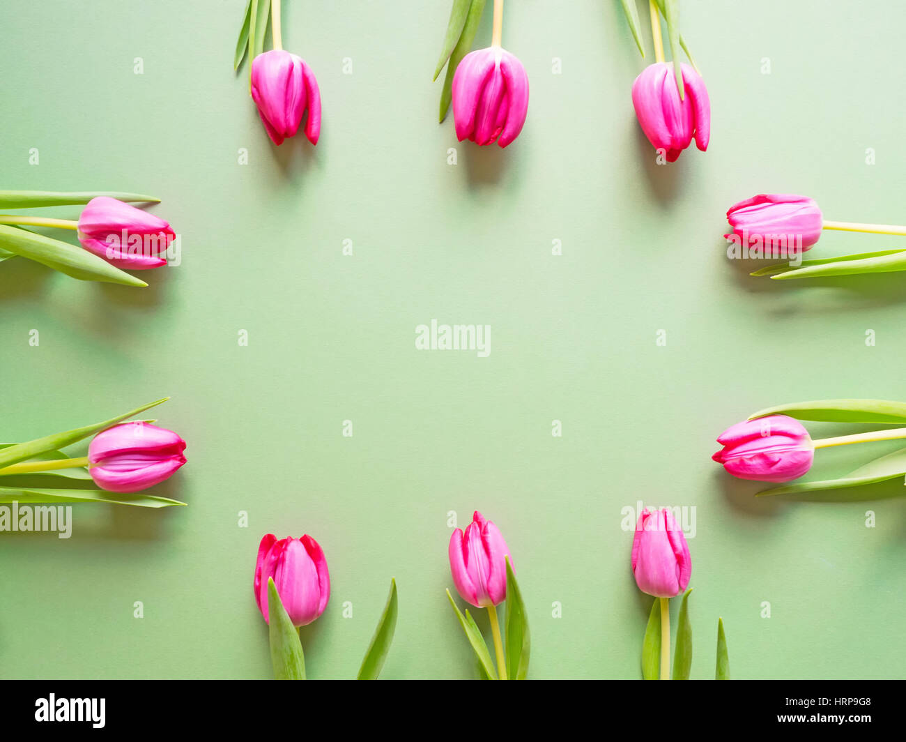 Spring-like background of green cardboard with pink blossoms of tulips at the edge Stock Photo