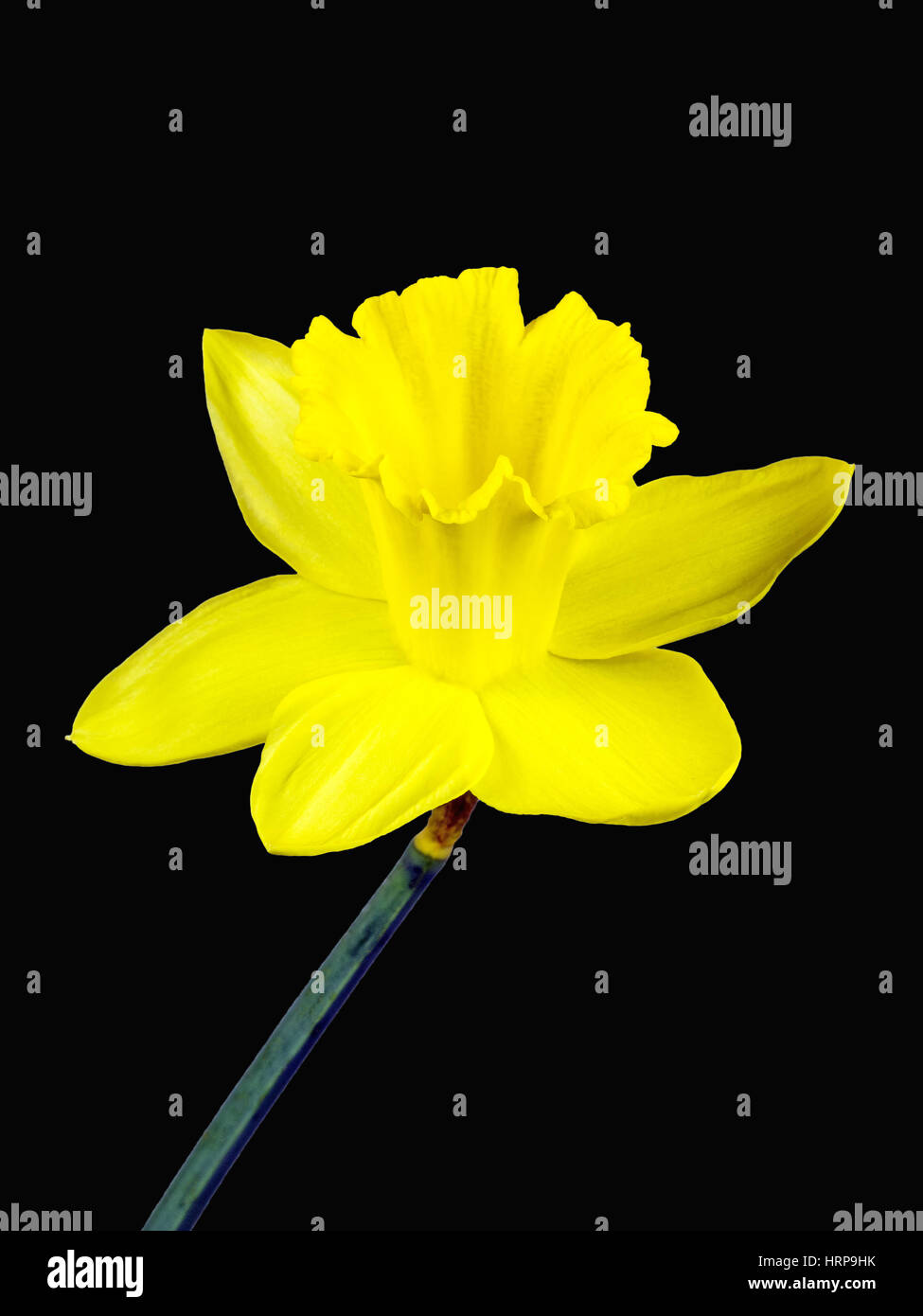Yellow blossom of a daffodil isolated on black background Stock Photo ...