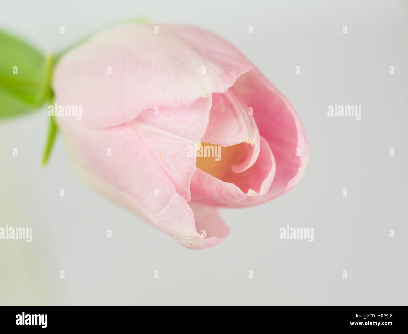 Tulip symbol hi-res stock photography and images - Alamy