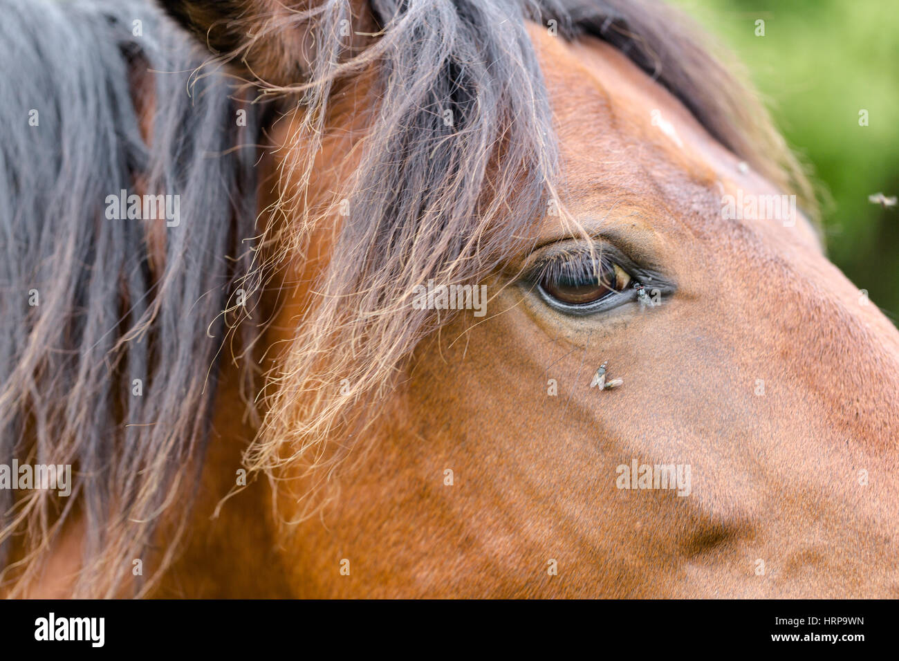 Wild brown horse head closeup portrait. Focus on eye in macro zoom. Fly on head. Stock Photo