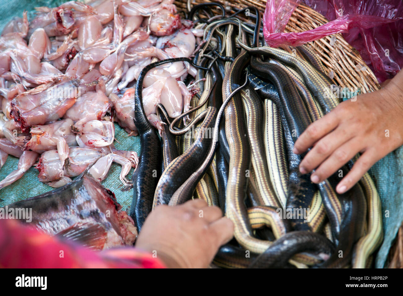 Stall Selling Fish, Frogs and Snakes in Psaleu Market in Siem Reap - Cambodia Stock Photo