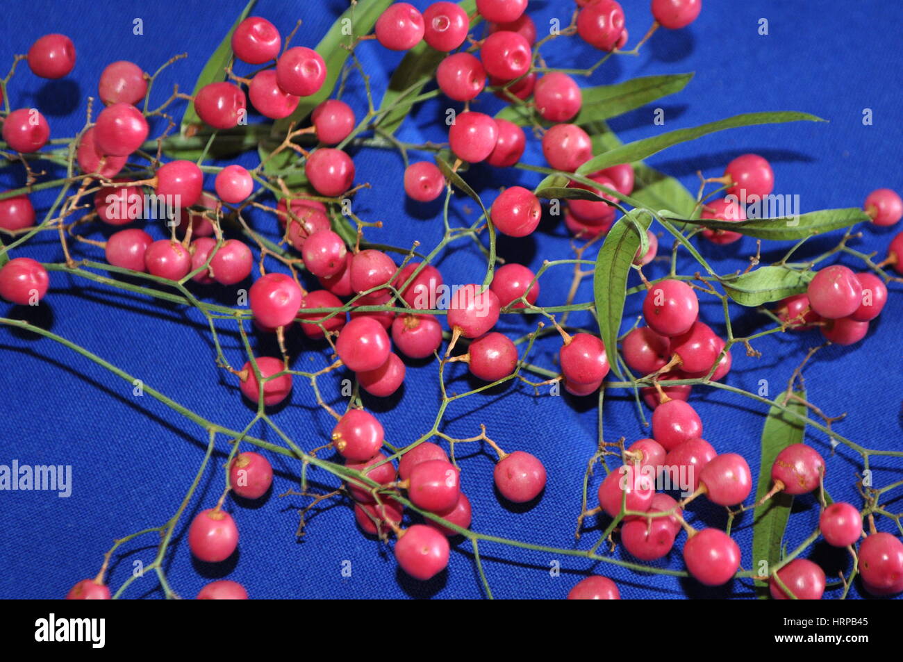 Branch of pink peppercorns on blue background Stock Photo