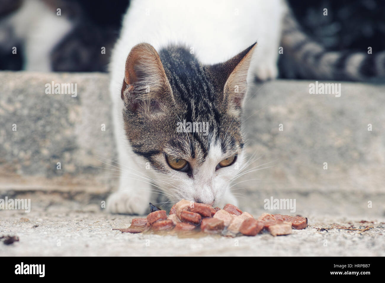 Stray cat eating cat food. Close up. Stock Photo