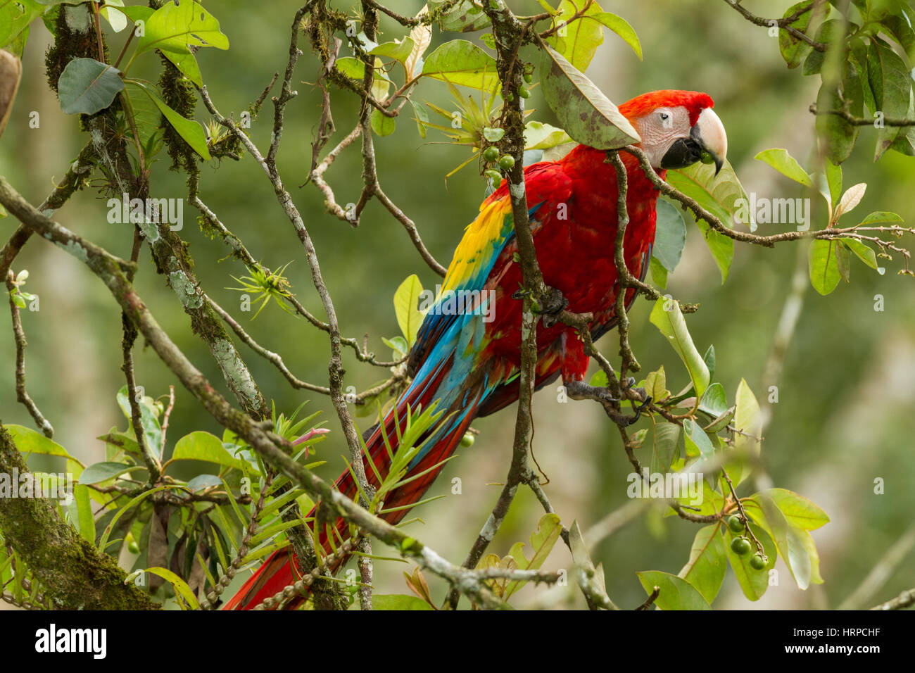 The Scarlet Macaw, Ara macao, is a large, colorful parrot found from ...