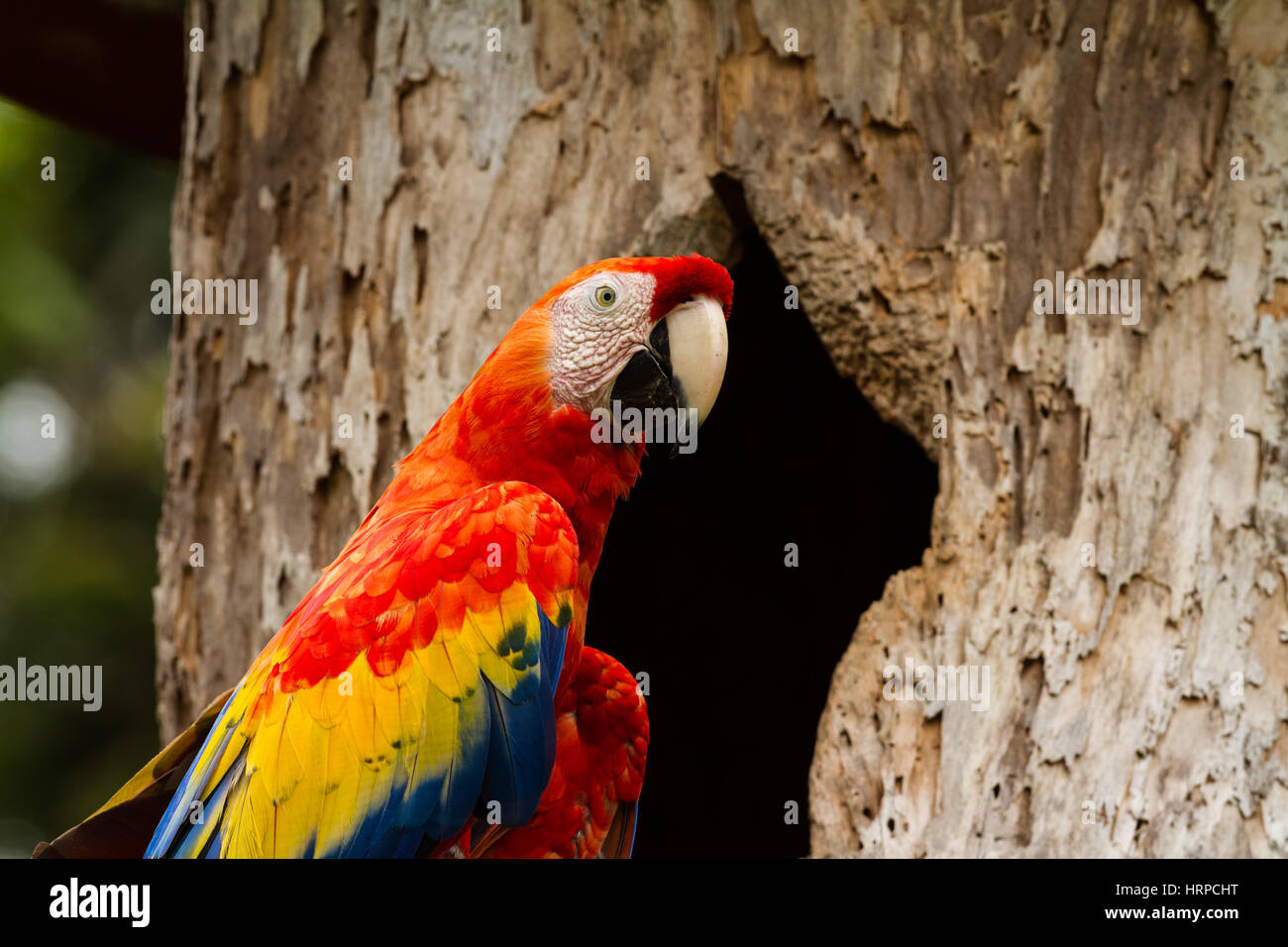The Scarlet Macaw, Ara macao, nests in hollow cavities in trees.  Photographed in Costa Rica Stock Photo - Alamy