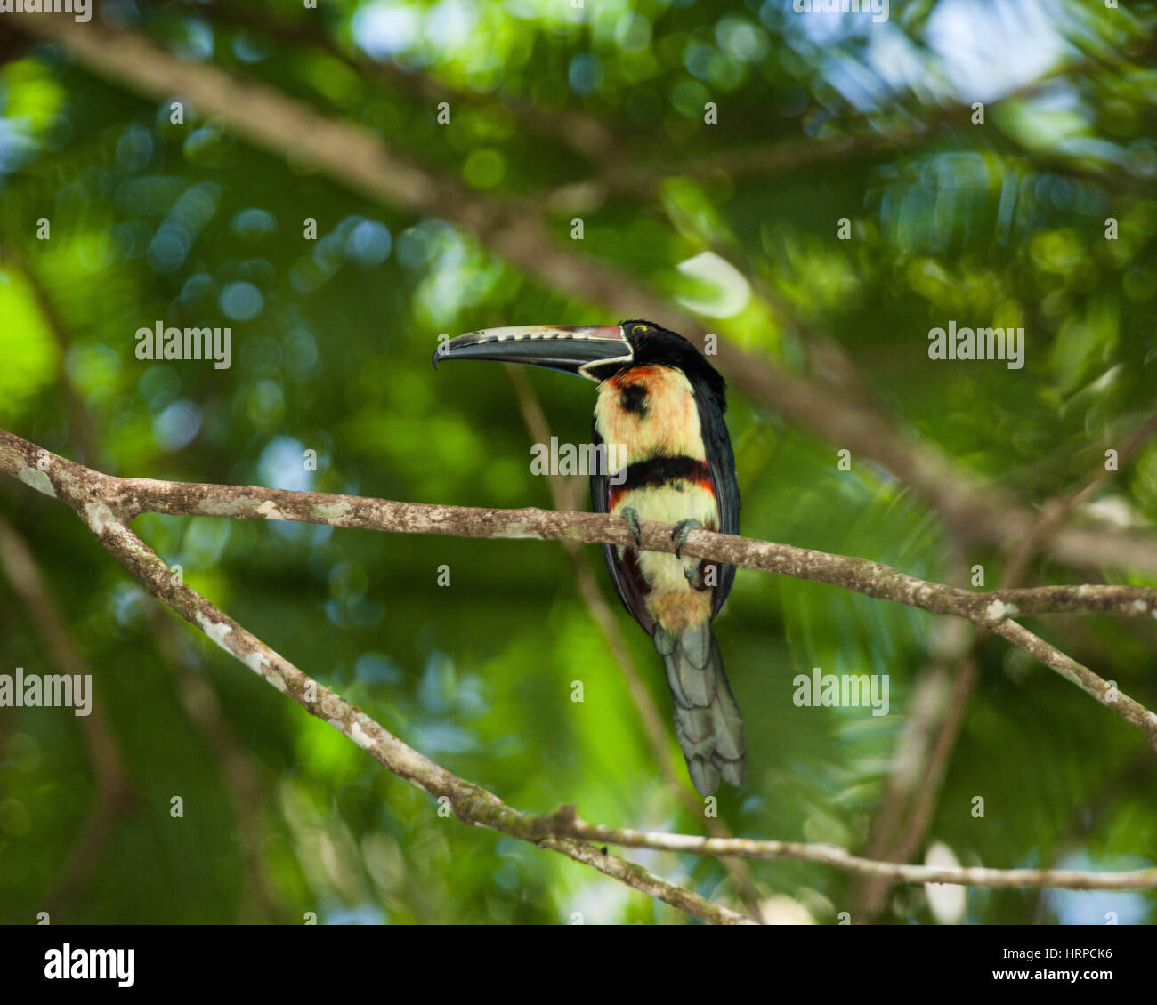 The Collared Aracari, Pteroglossus torquatus, is a small toucan. It breeds from southern Mexico to Panama; also Ecuador, Colombia, Venezuela and Costa Stock Photo