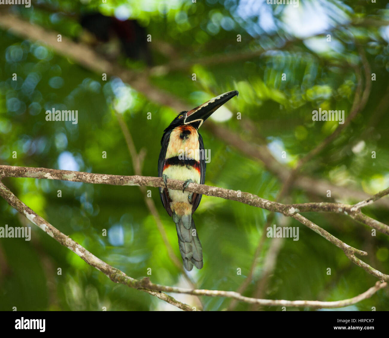 The Collared Aracari, Pteroglossus torquatus, is a small toucan. It breeds from southern Mexico to Panama; also Ecuador, Colombia, Venezuela and Costa Stock Photo